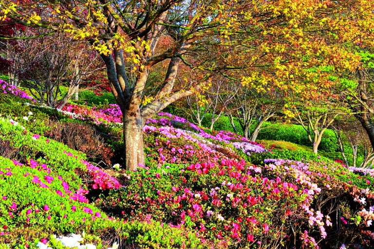 Azalky nízkého vzrůstu tvoří v japonských zahradách barevné koberce. Nejoblíbenější jsou odstíny růžové.