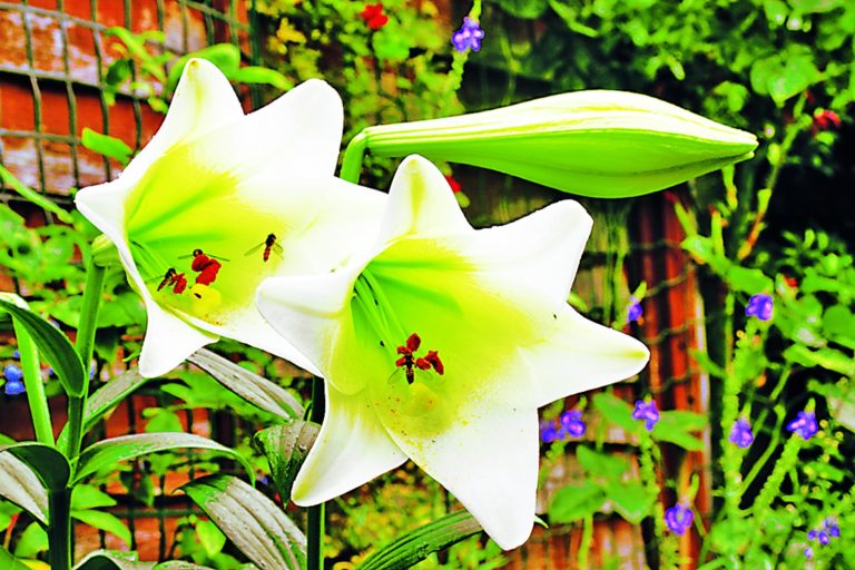 Bílá lilie královská je symbolem nevinnosti, ale i plodnosti