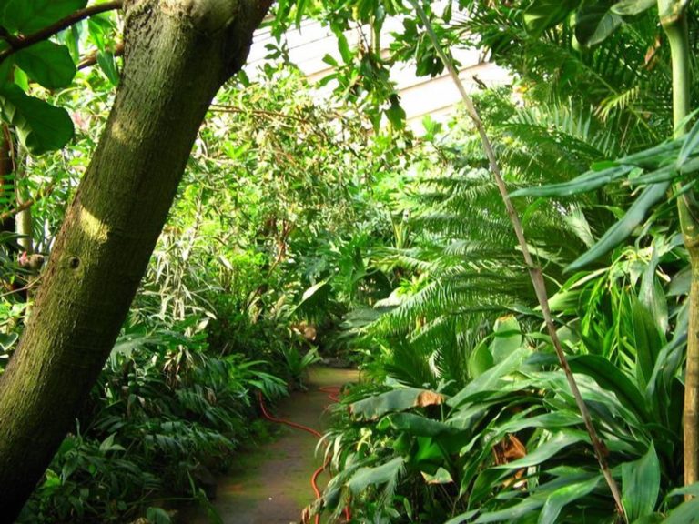 Botanický skleník v areálu hodonínské nemocnice byl zprovozněn v roce 1953. Jsou v něm vysázeny převážně tropické rostliny z celého světa.