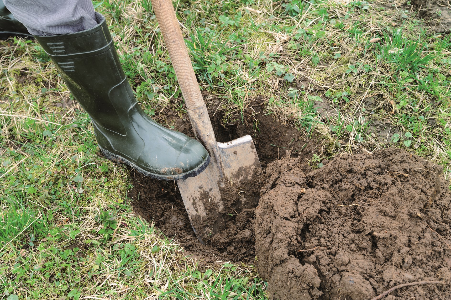Zasa te Strom Panidomu cz