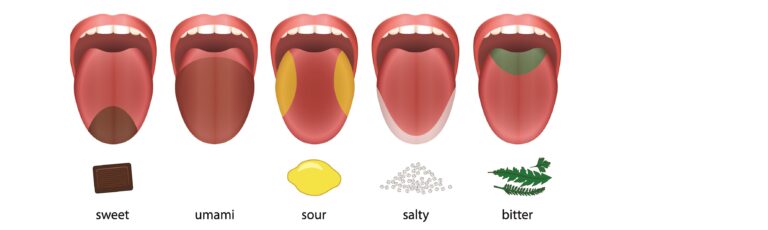 Pět základní chutí má na jazyku své okrsky, kde jsou odpovídající pohárky umístěny.