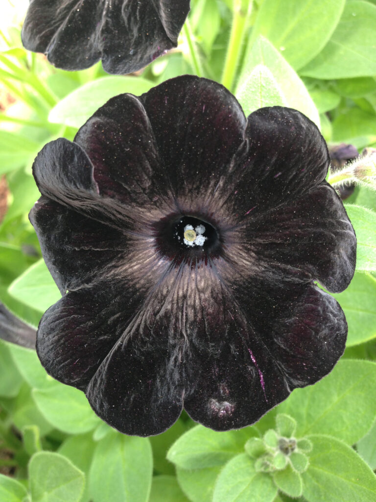 Kdo by hledal něco mimořádného, může zkusit pěstovat černé petunie.